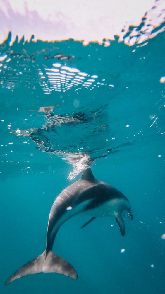 Swim with Dolphins at Kizimkazi